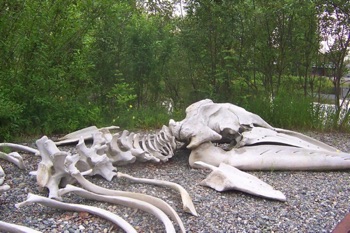 Whale Skeleton