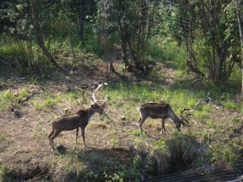 Fairbanks: Raindeer, same as caribou but tamed.