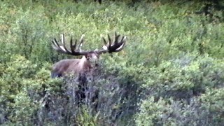 Alaska Moose