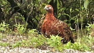 Alaska State bird — Male Willow Ptarmigan