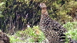 Alaska State bird — Female Willow Ptarmigan