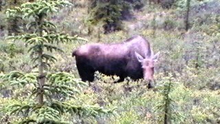 Alaska Moose