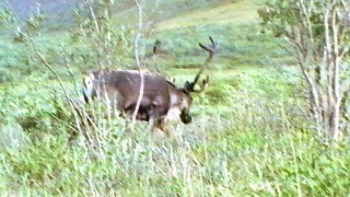 Alaska Caribou