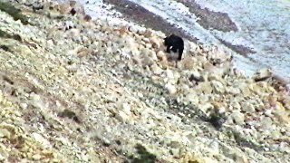 Brown Bear cub in Denali