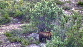 Brown Bear in Denali